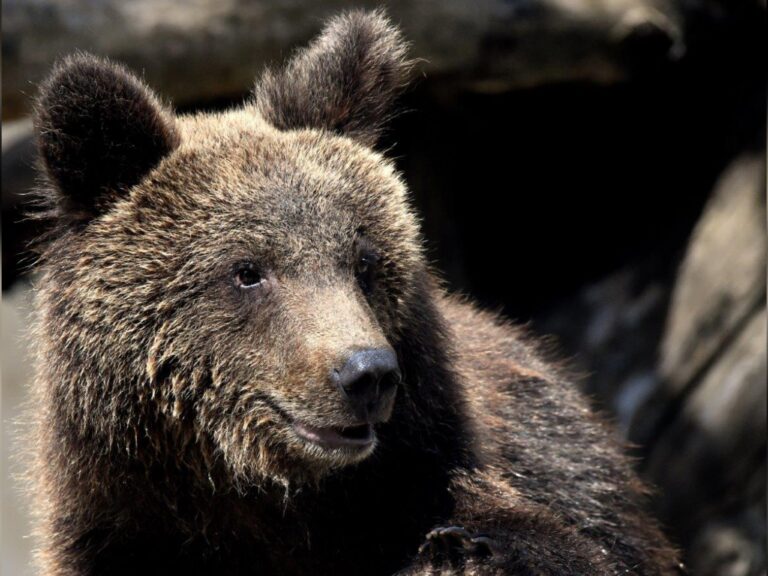 Bioparco di Roma: l’orso Kuma trasferito in un centro di recupero tedesco